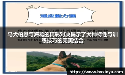 马犬伯恩与海葛的精彩对决揭示了犬种特性与训练技巧的完美结合